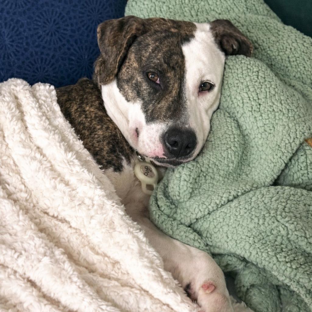 Beti — thumbnail 3