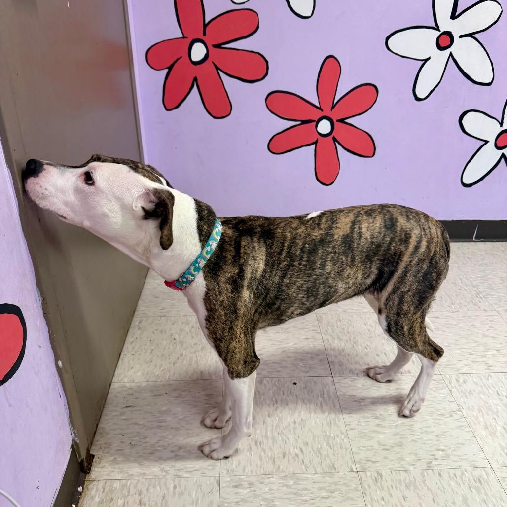 Beti — thumbnail 4