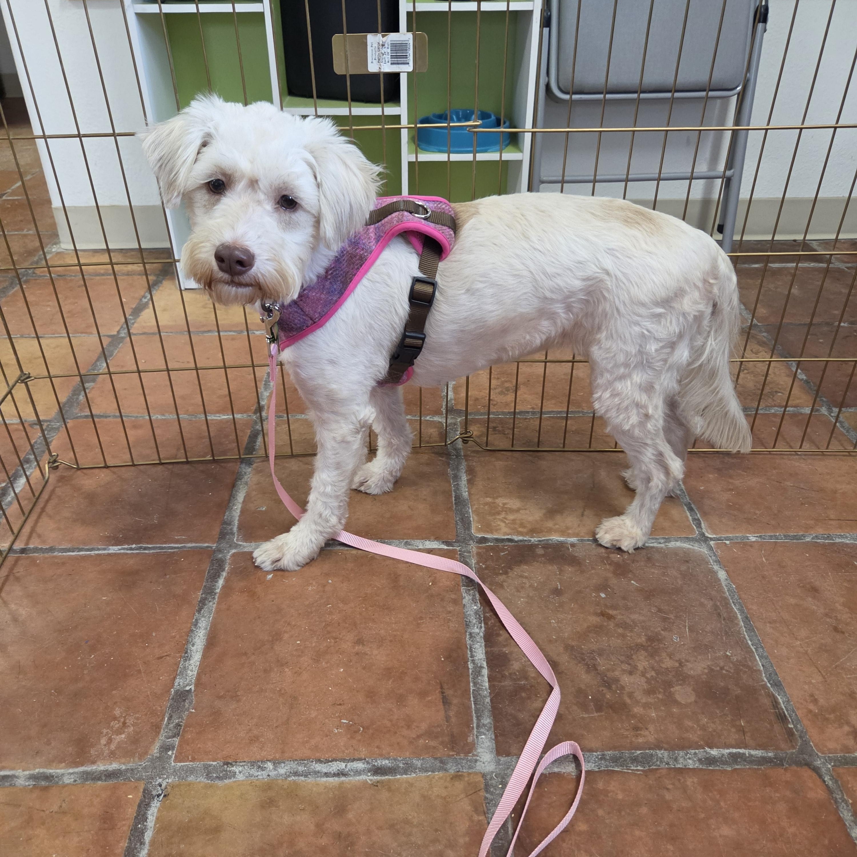 Enlarge Mia, a Adoptable mixed breed in Yarnell, AZ image 3/3