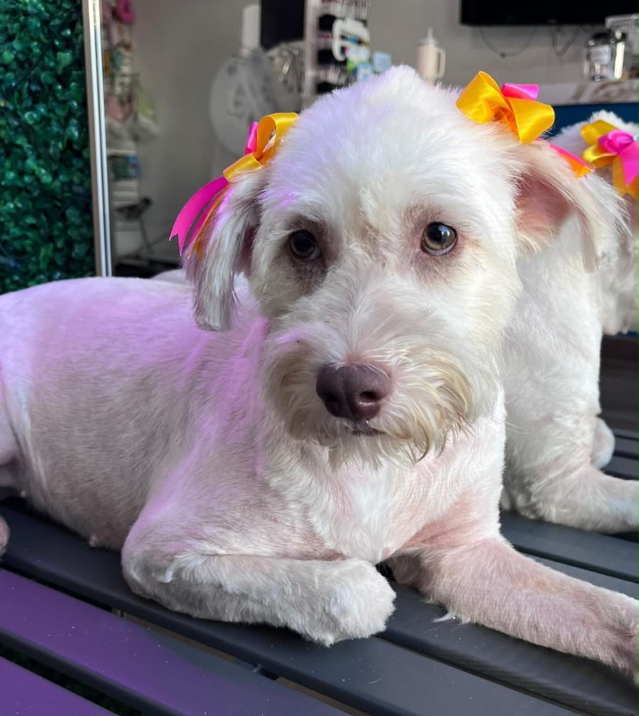 Enlarge Mia, a Adoptable mixed breed in Yarnell, AZ image 1/1