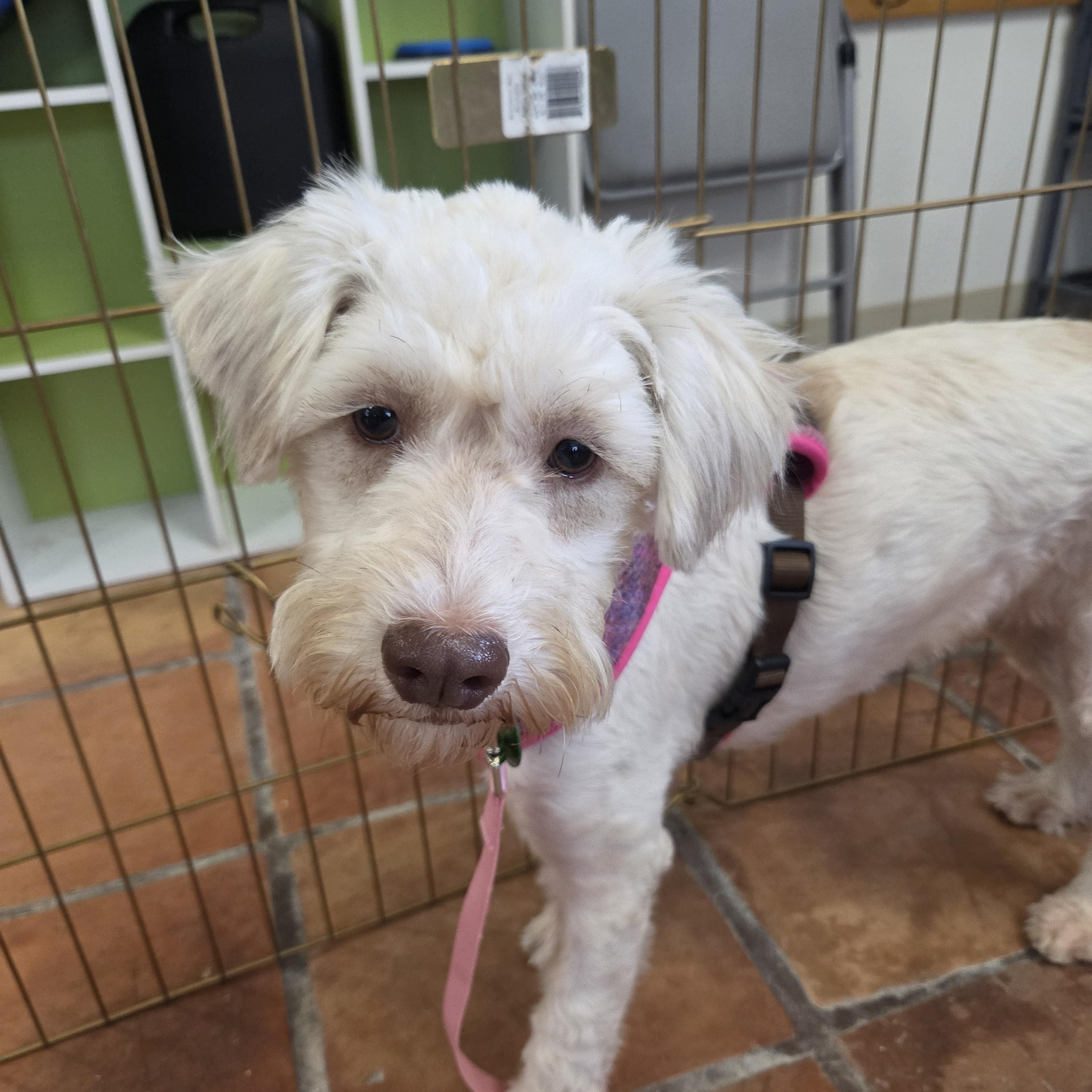 Enlarge Mia, a Adoptable mixed breed in Yarnell, AZ image 2/3