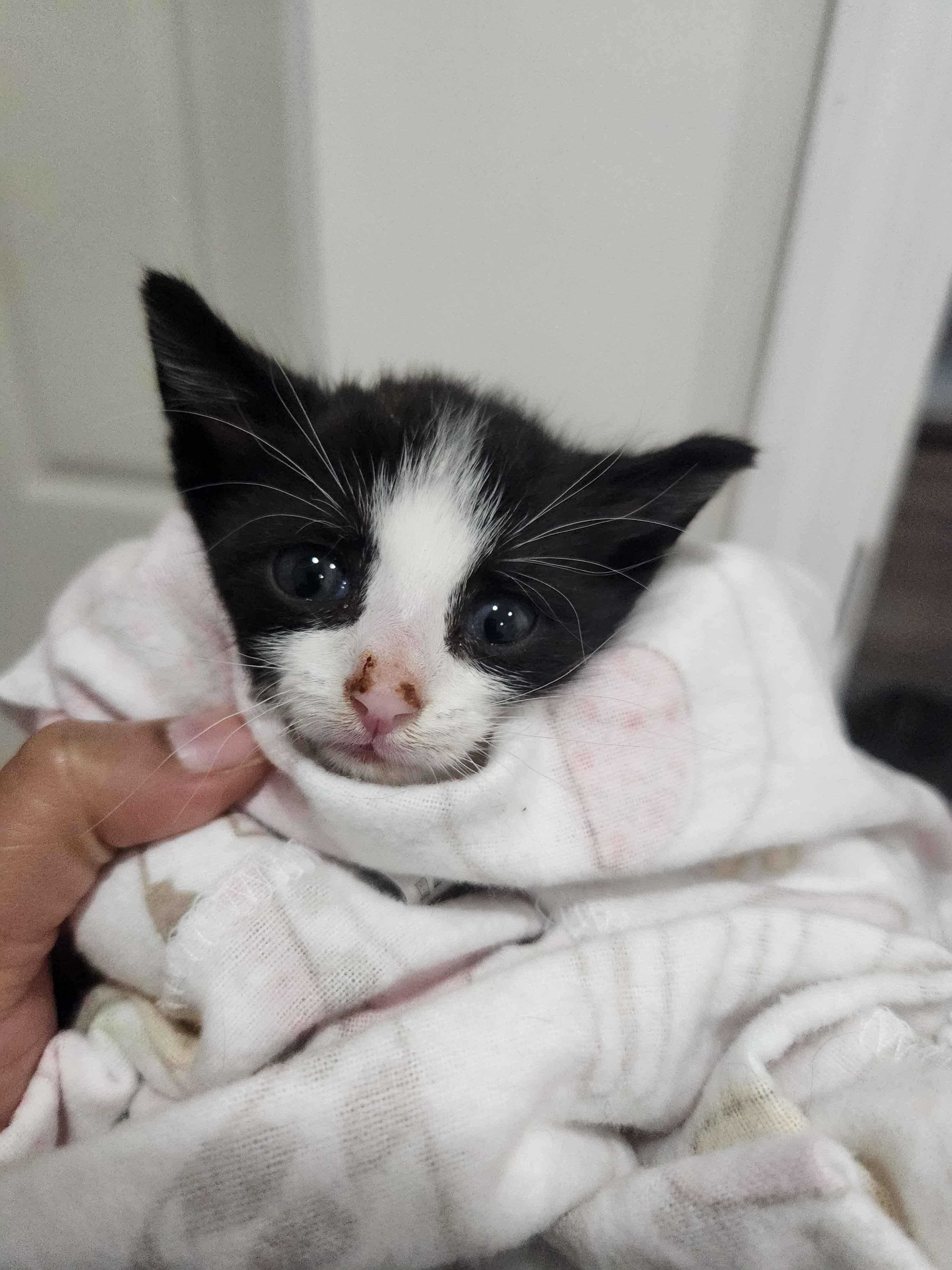 Spades, a ADOPTABLE American Shorthair in North Bergen, NJ image 5/6