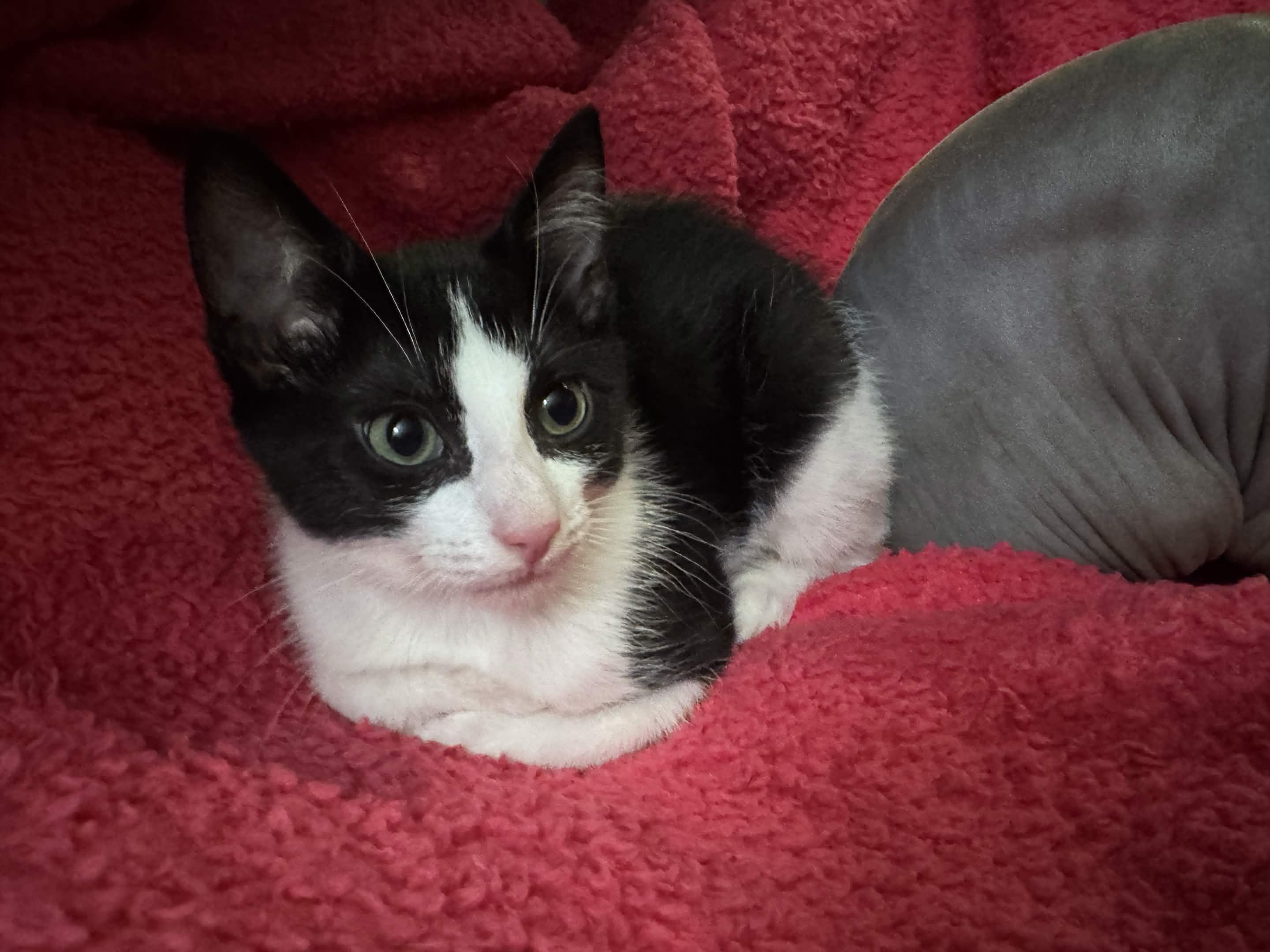 Spades, a ADOPTABLE American Shorthair in North Bergen, NJ image 1/6