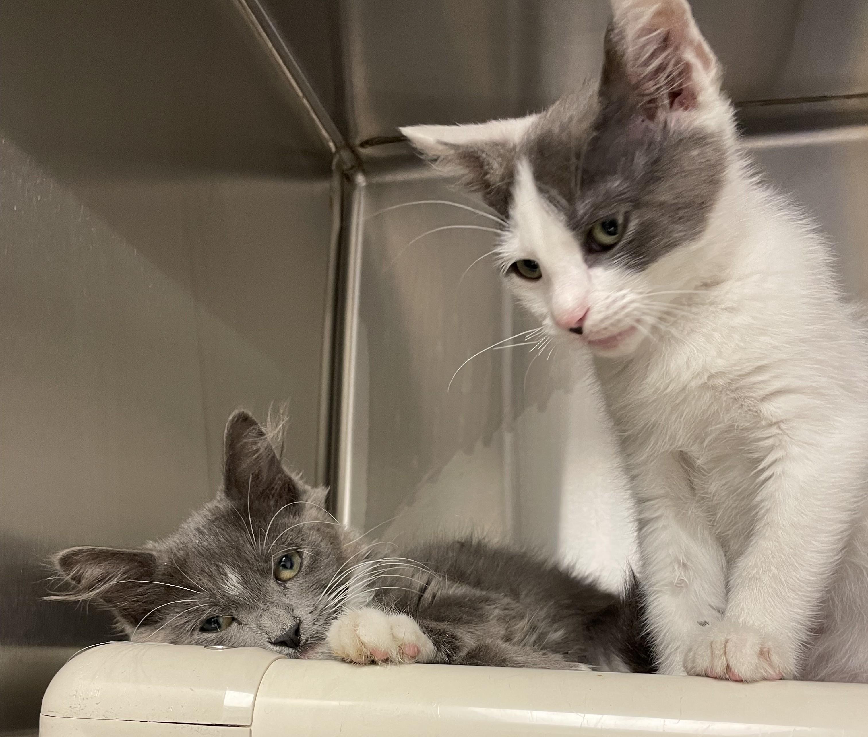 Jelly Bean and Bunny (bonded siblings), a Adoptable American Shorthair in North Kingstown, RI image 2/4