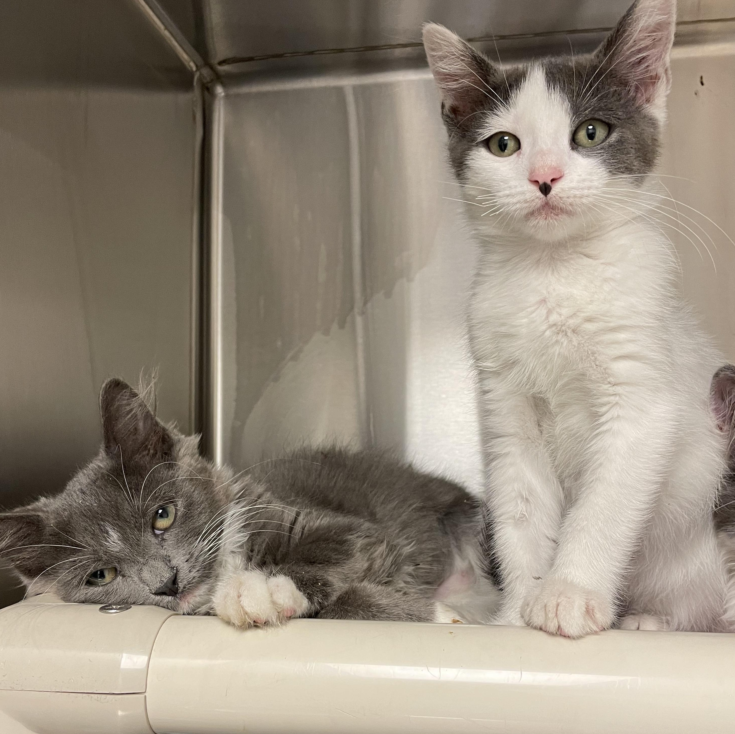 Jelly Bean and Bunny (bonded siblings), Adoptable, Kitten Male American Shorthair.
