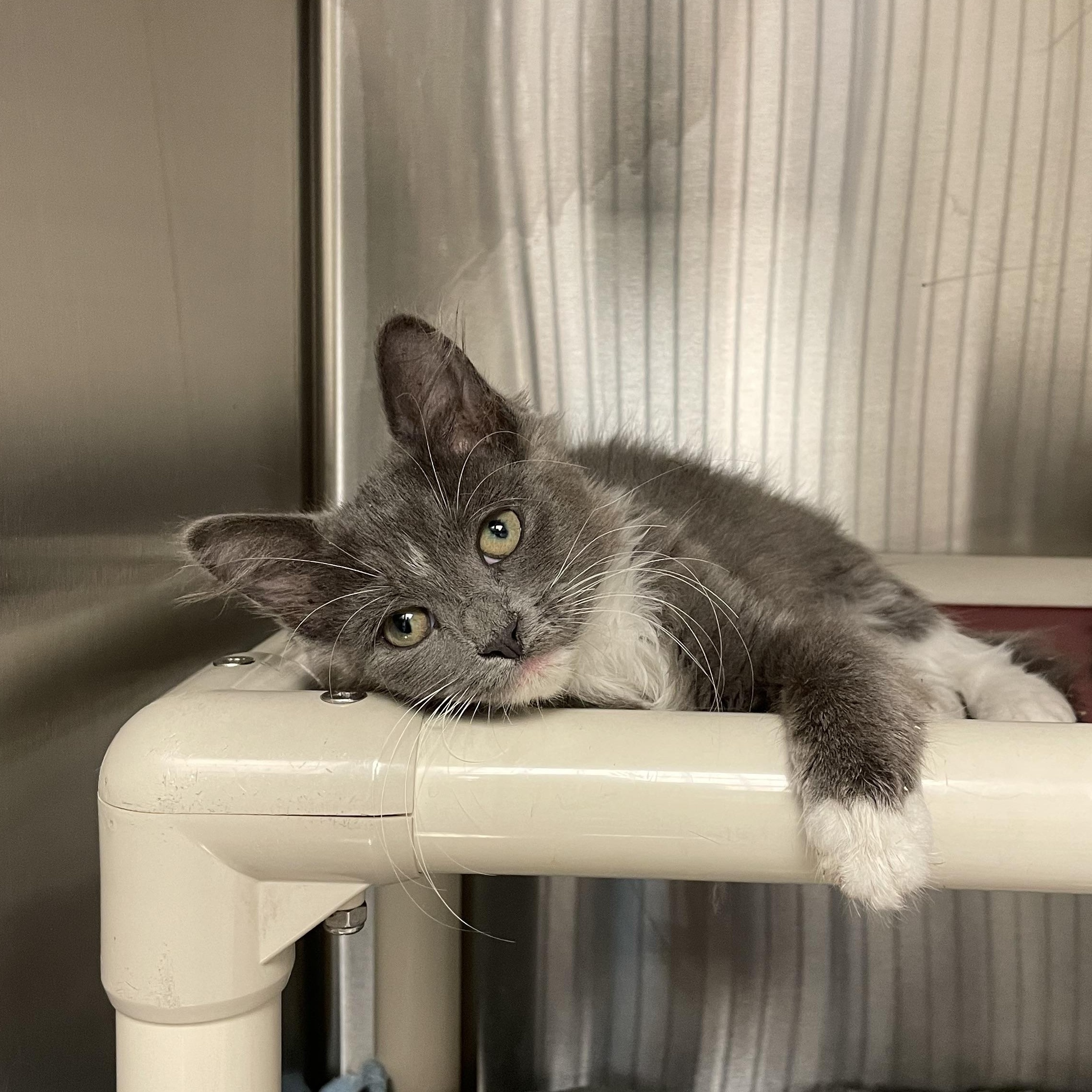 Jelly Bean and Bunny (bonded siblings), a Adoptable American Shorthair in North Kingstown, RI image 3/4
