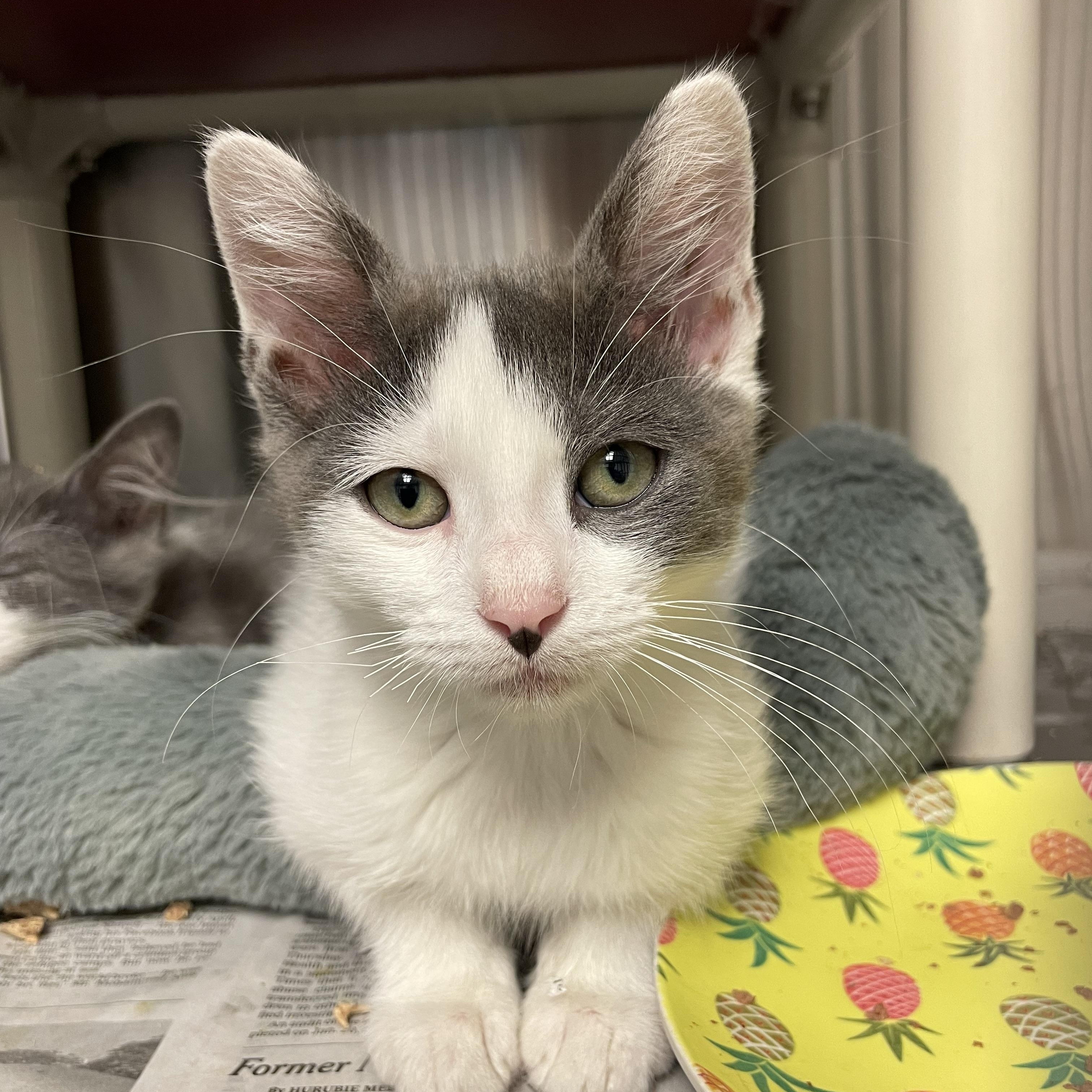 Jelly Bean and Bunny (bonded siblings), a Adoptable American Shorthair in North Kingstown, RI image 4/4