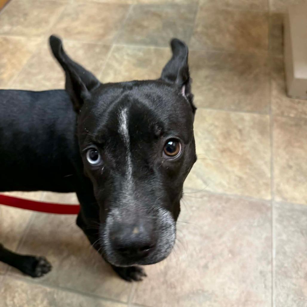 Laci — thumbnail 2