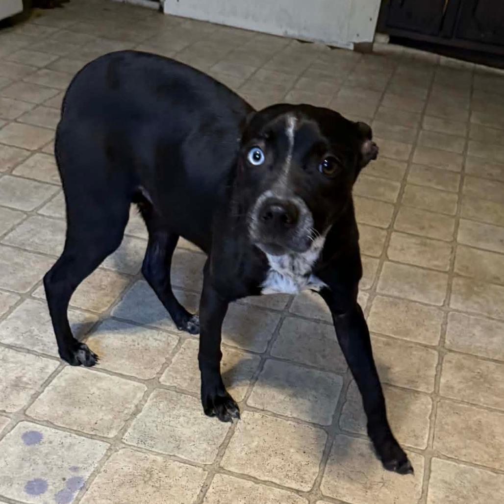 Laci — thumbnail 3