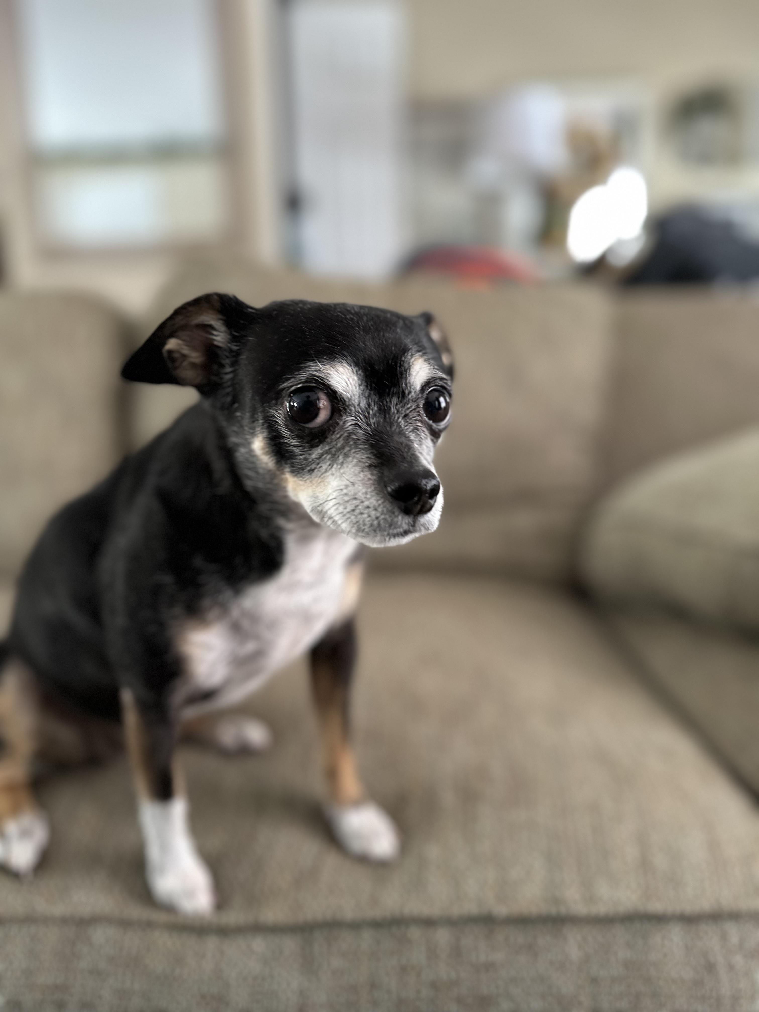 Enlarge Minnie, an adopted Chihuahua in Highlands Ranch, CO image 1/4