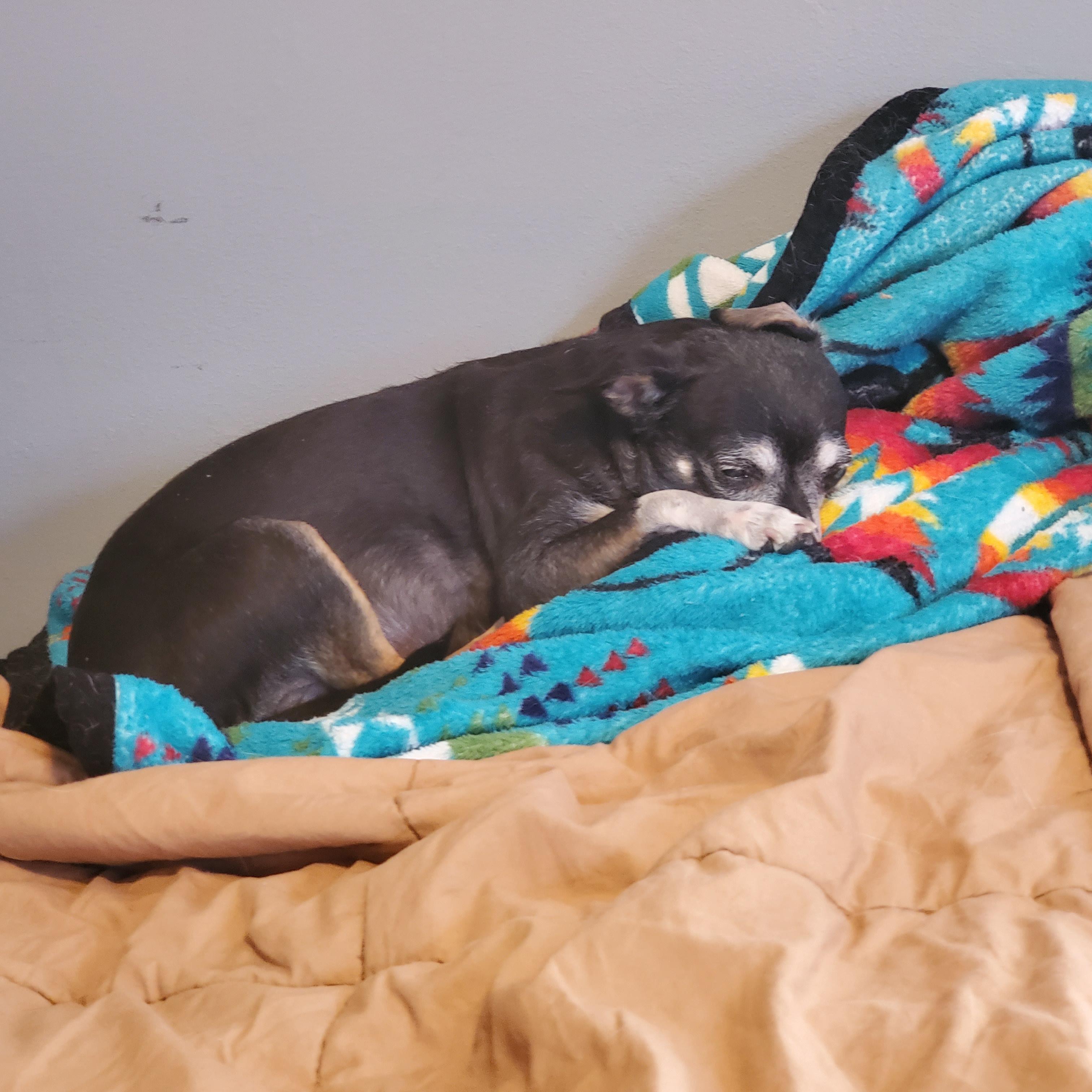 Enlarge Minnie, an adopted Chihuahua in Highlands Ranch, CO image 2/4