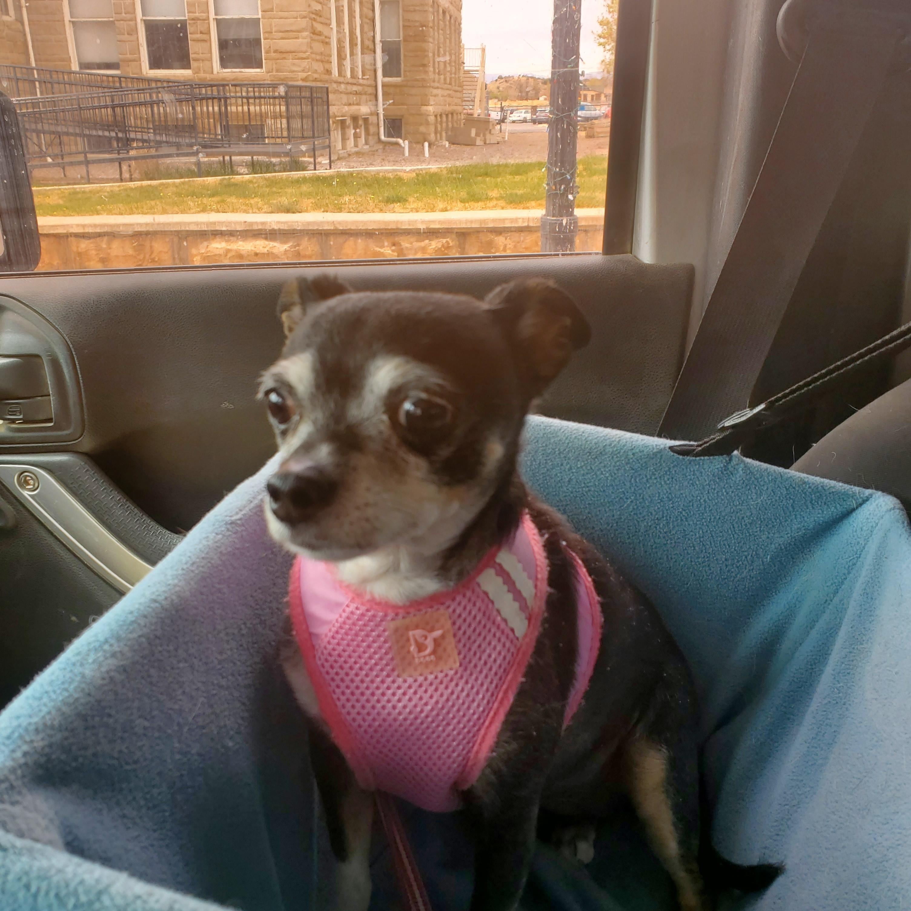 Enlarge Minnie, an adopted Chihuahua in Highlands Ranch, CO image 3/4