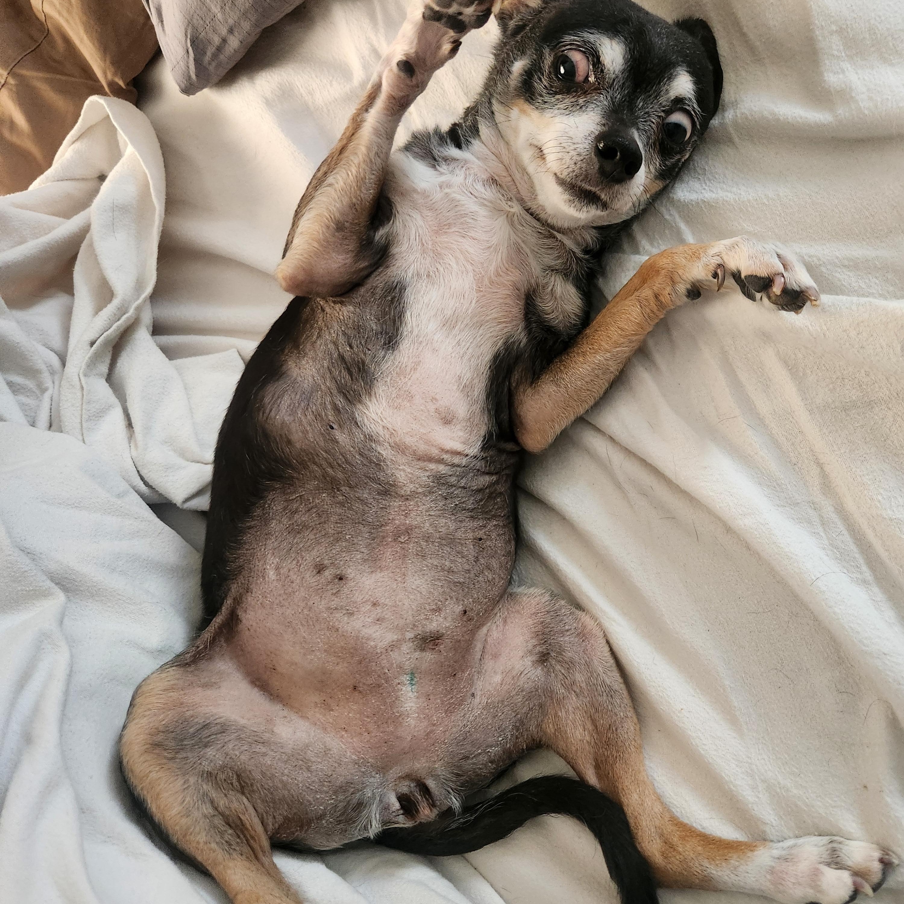 Enlarge Minnie, an adopted Chihuahua in Highlands Ranch, CO image 4/4
