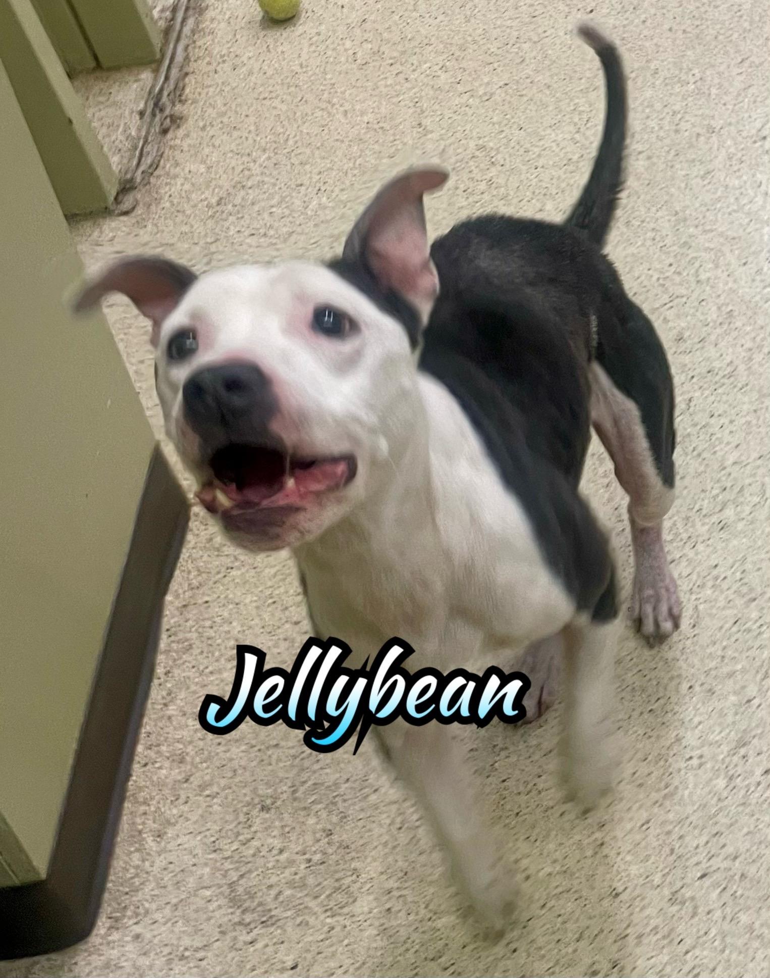 Jellybean