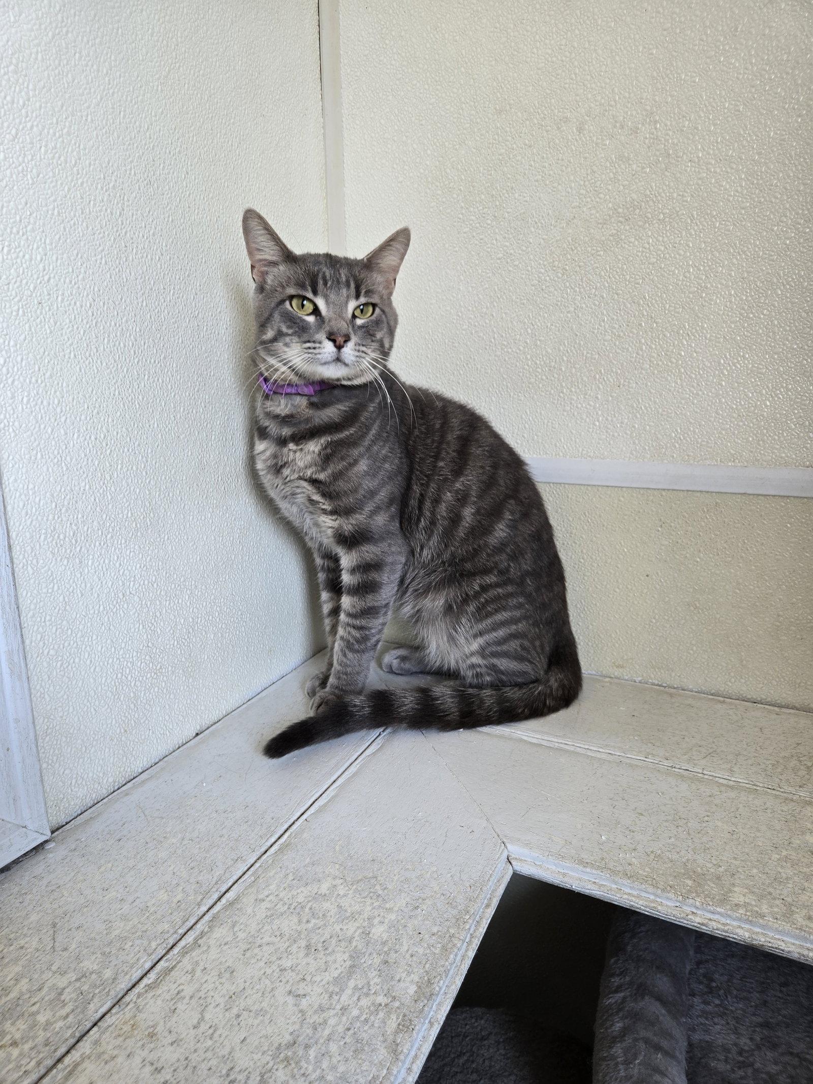 Conway, Adoptable, Adult Male Domestic Short Hair.