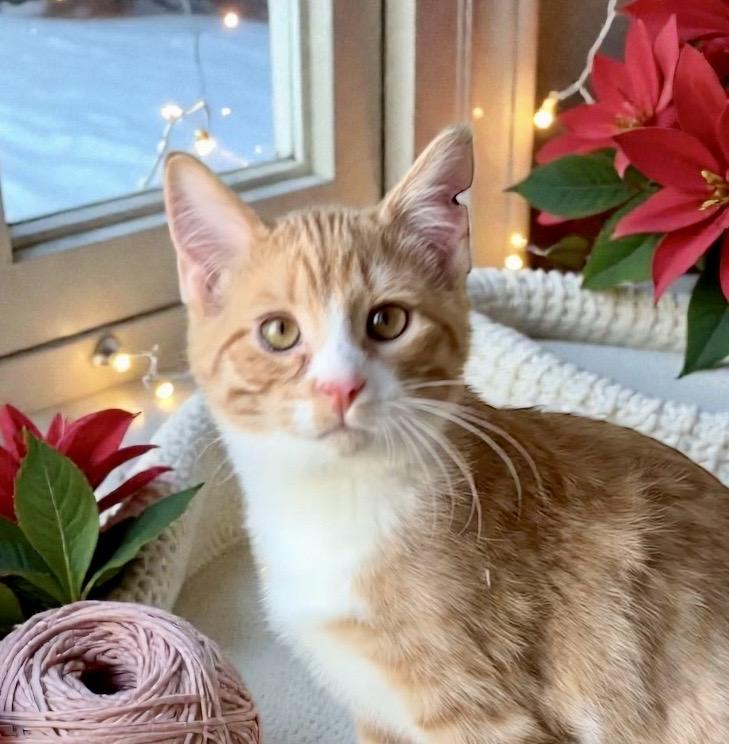 Enlarge Buster KITTEN, a ADOPTABLE Domestic Short Hair in Perry, IA image 2/5