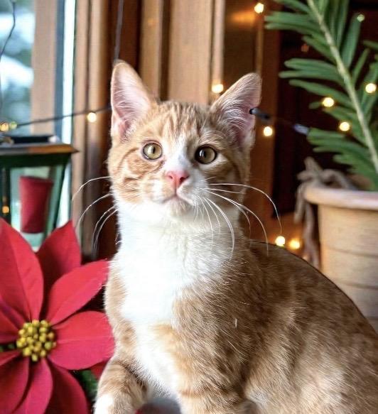 Enlarge Buster KITTEN, a ADOPTABLE Domestic Short Hair in Perry, IA image 5/5