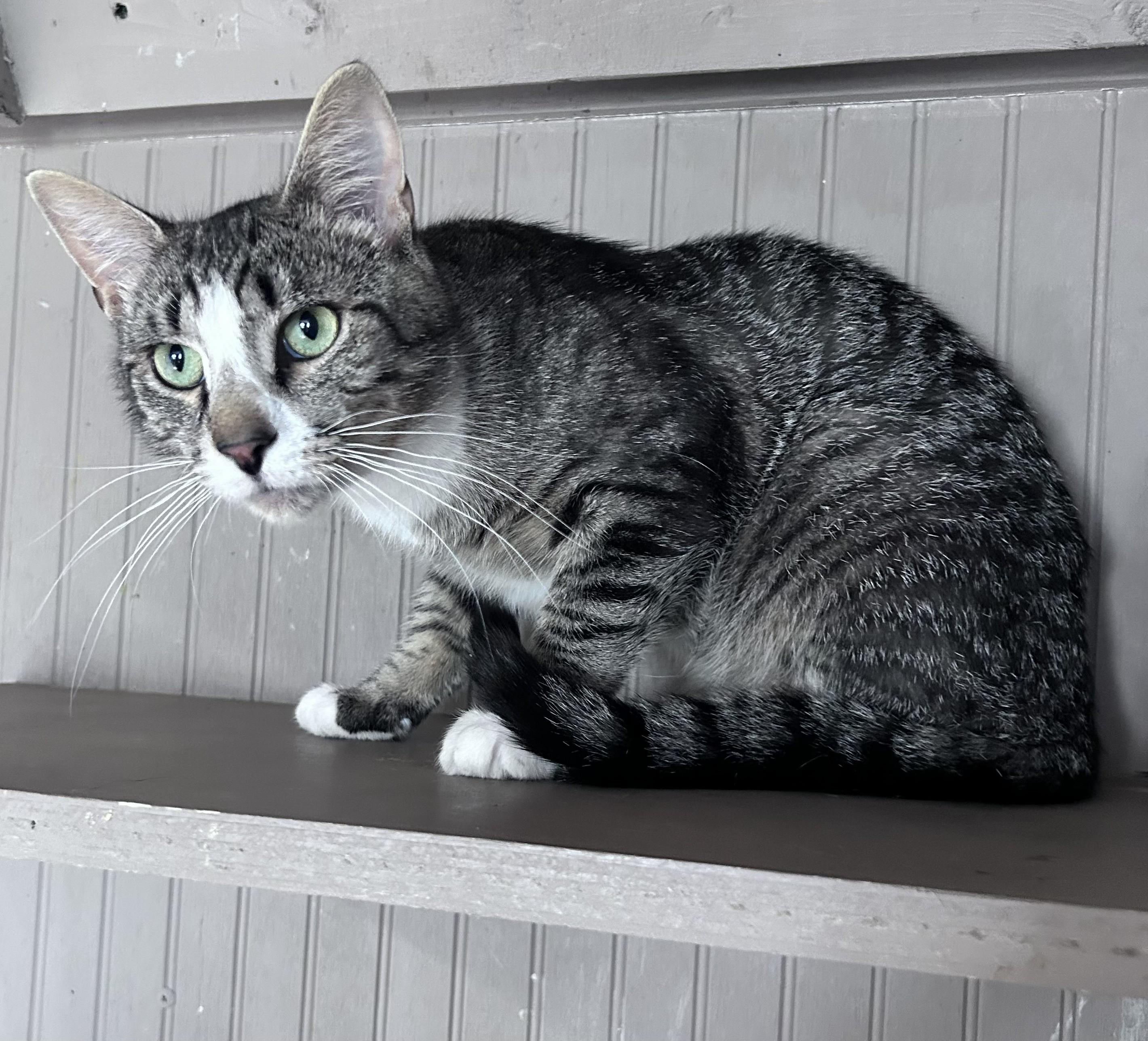 Georgie, ADOPTABLE, Adult Male Tabby.