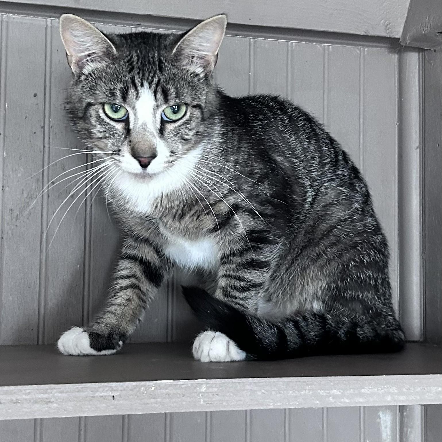 Georgie, a ADOPTABLE Tabby in Richmond Dale, OH image 2/2