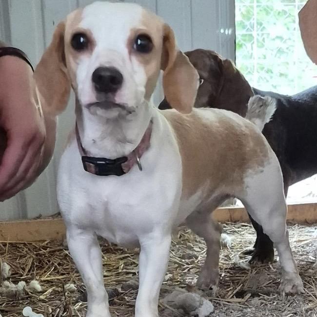 Rhea, Adoptable, Adult Female Dachshund & Beagle.