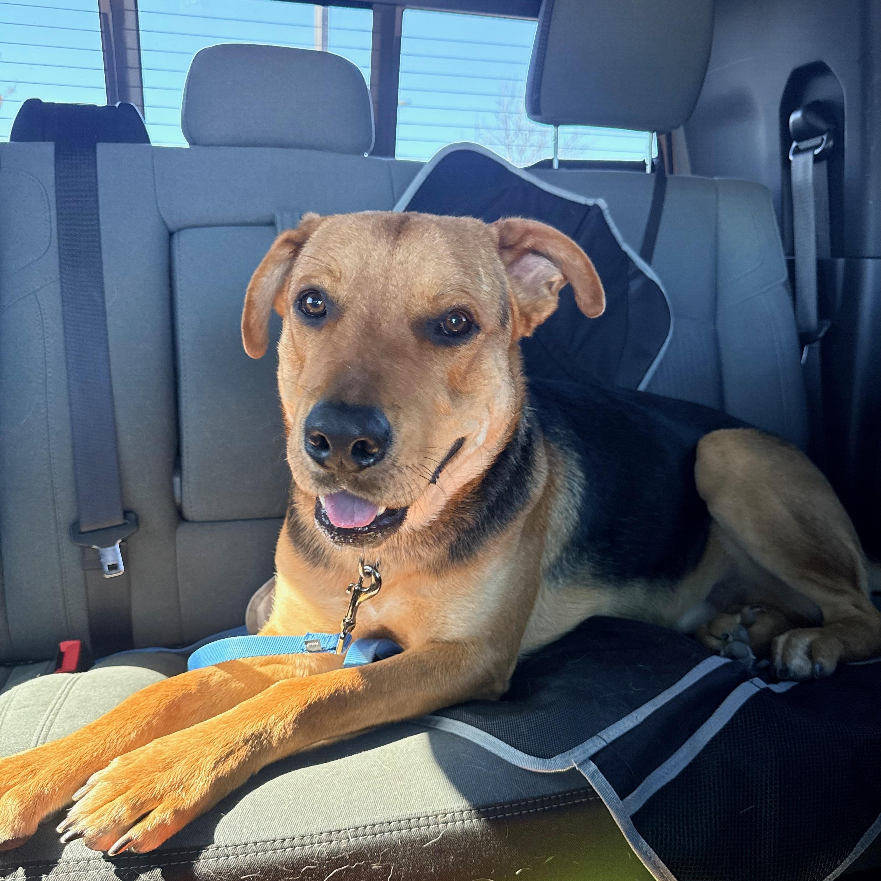 Enlarge Terry, a Adoptable mixed breed in Wausau, WI image 1/3