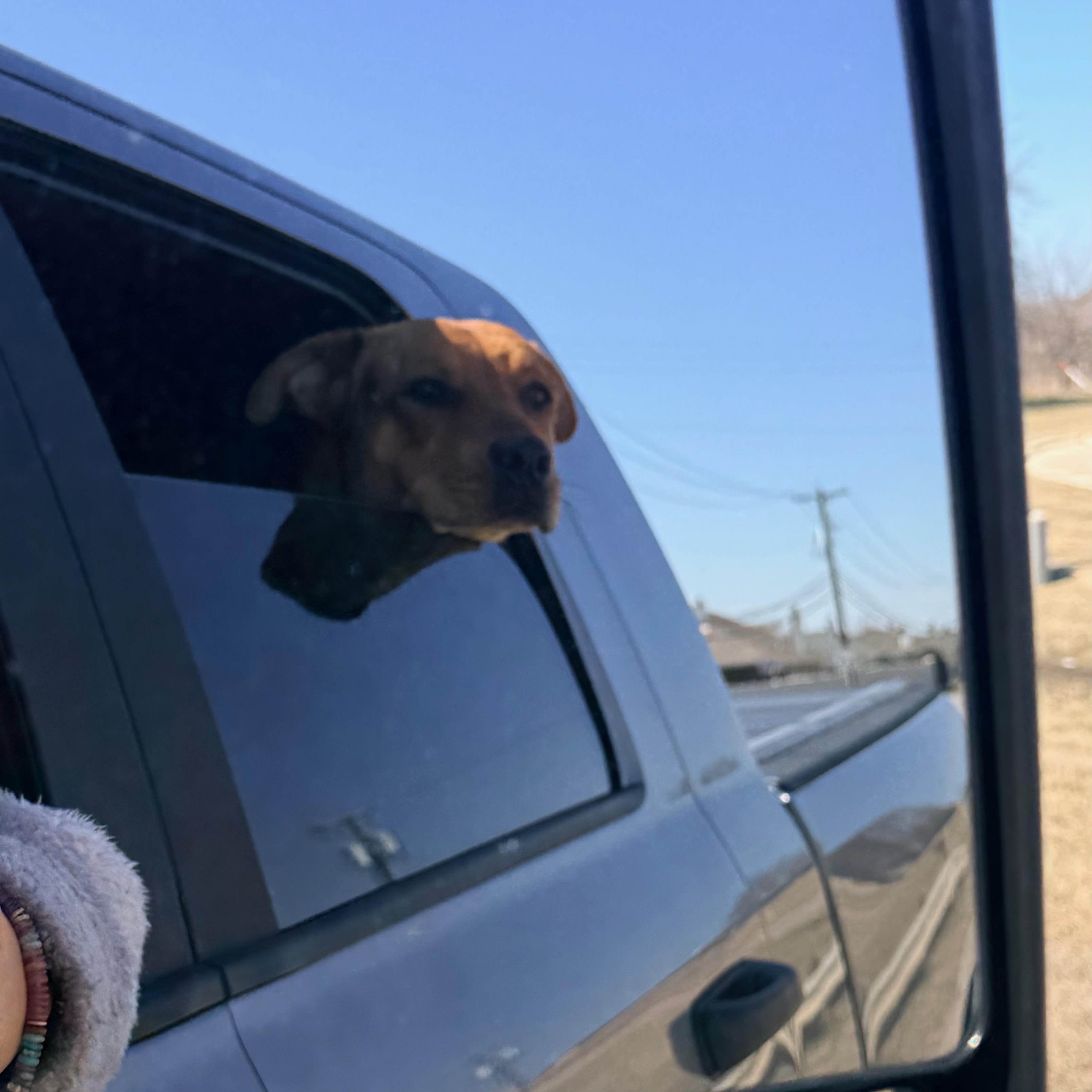 Enlarge Terry, a Adoptable mixed breed in Wausau, WI image 2/3