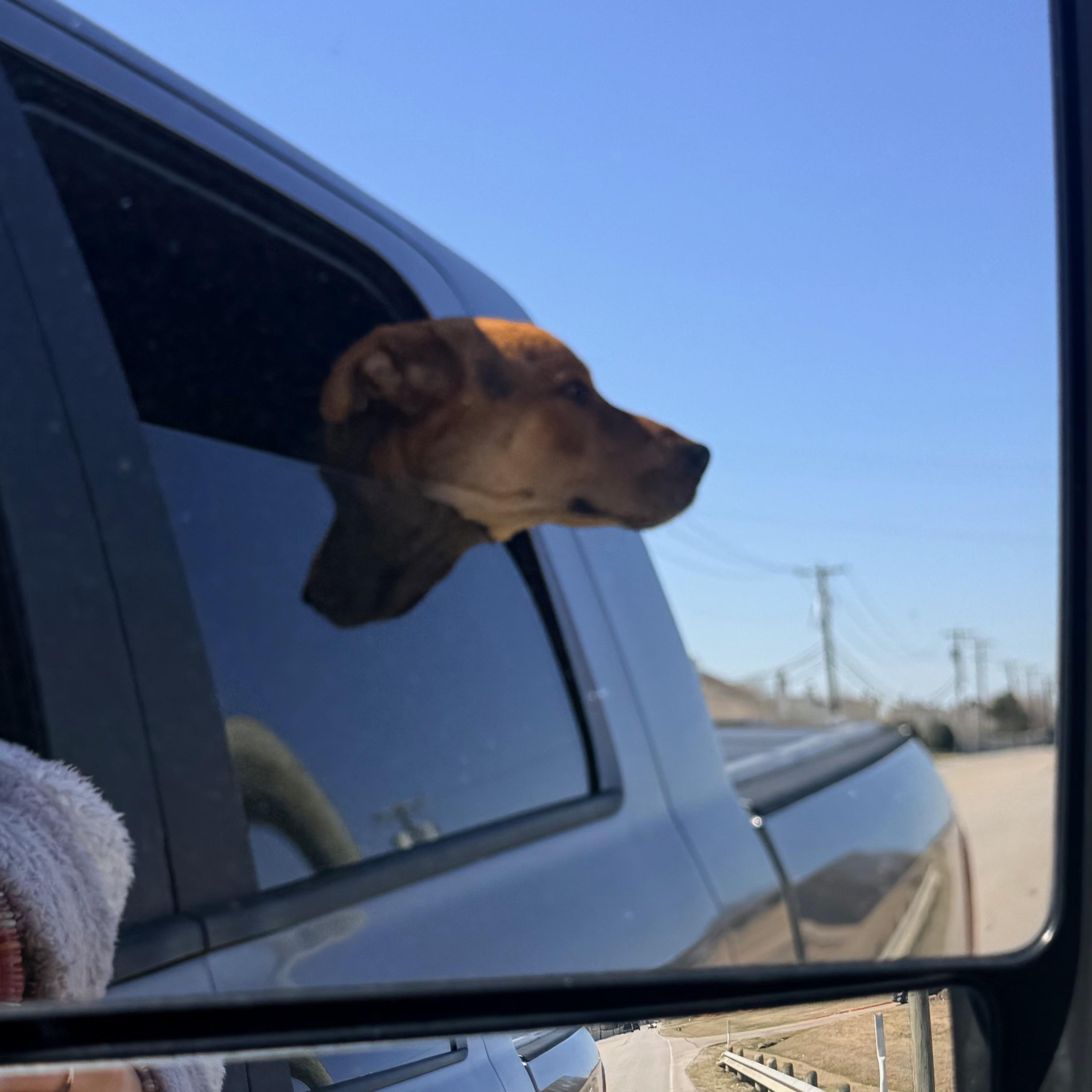 Enlarge Terry, a Adoptable mixed breed in Wausau, WI image 3/3