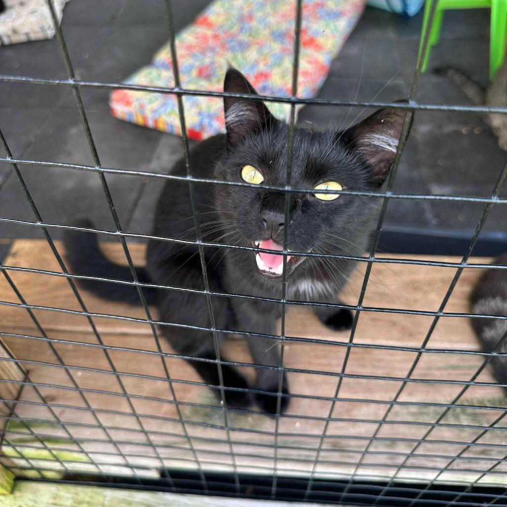 Pepper, Adoptable, Adult Male Domestic Short Hair.