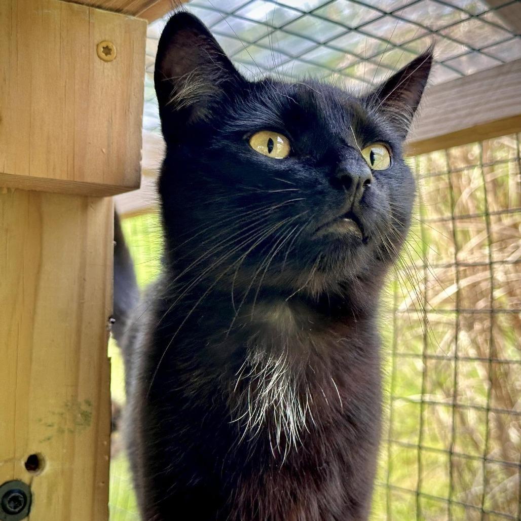 Enlarge Pepper, a Adoptable Domestic Short Hair in Leechburg, PA image 2/5