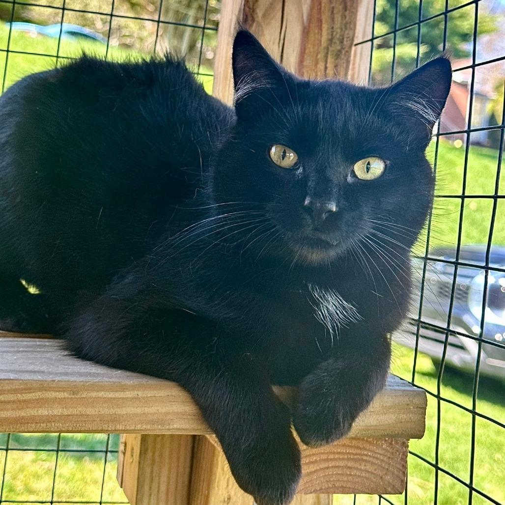 Enlarge Pepper, a Adoptable Domestic Short Hair in Leechburg, PA image 3/5