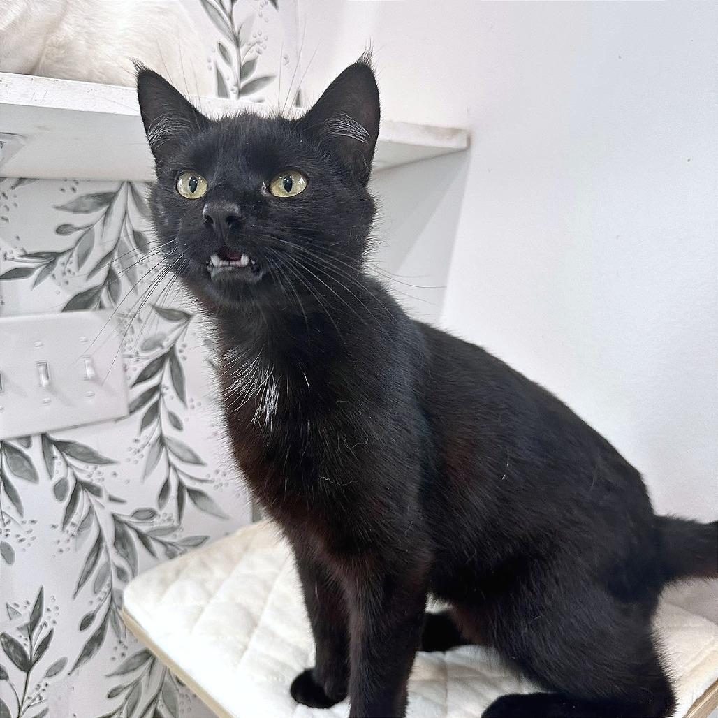 Enlarge Pepper, a Adoptable Domestic Short Hair in Leechburg, PA image 4/5