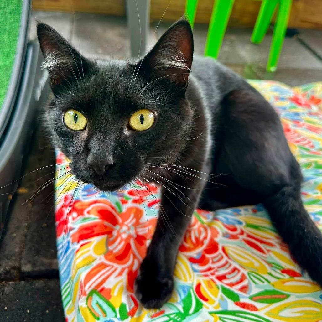 Enlarge Pepper, a Adoptable Domestic Short Hair in Leechburg, PA image 5/5