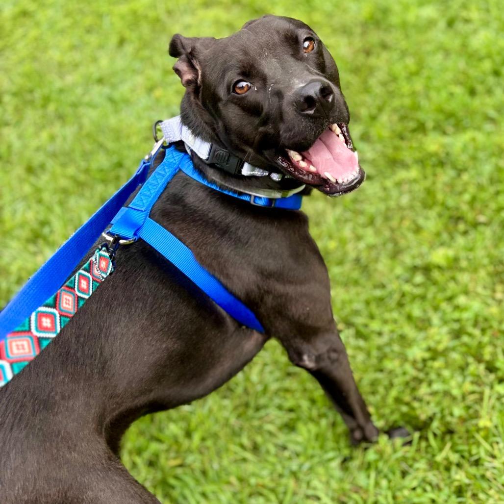 Allie, Adoptable, Adult Female Mixed Breed.