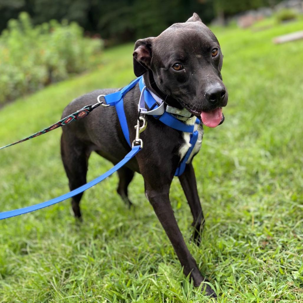 Enlarge Allie, a Adoptable Mixed Breed in Westhampton, NY image 2/6
