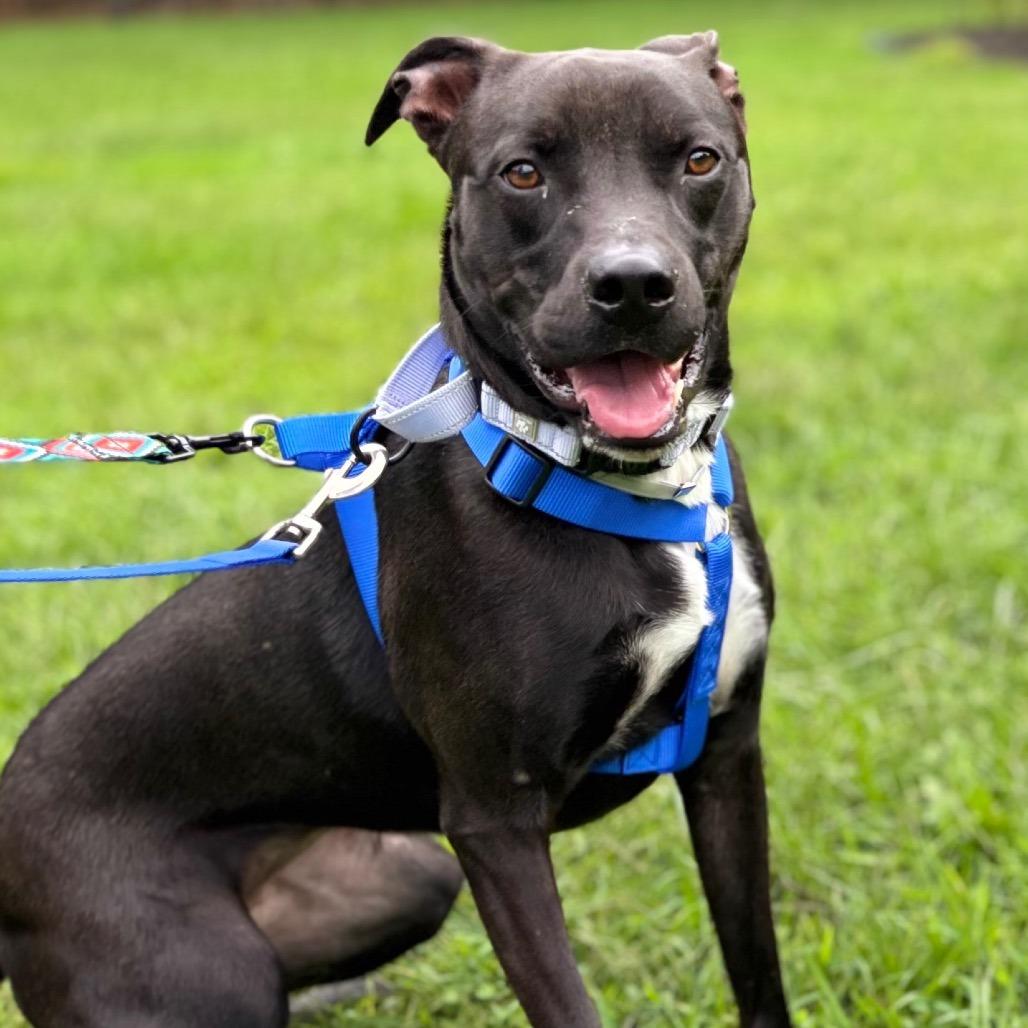 Enlarge Allie, a Adoptable Mixed Breed in Westhampton, NY image 3/6
