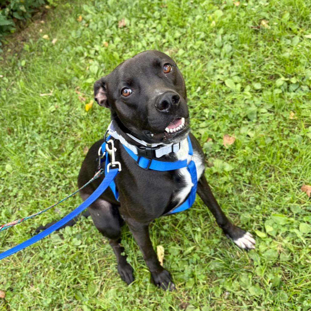 Enlarge Allie, a Adoptable Mixed Breed in Westhampton, NY image 4/6