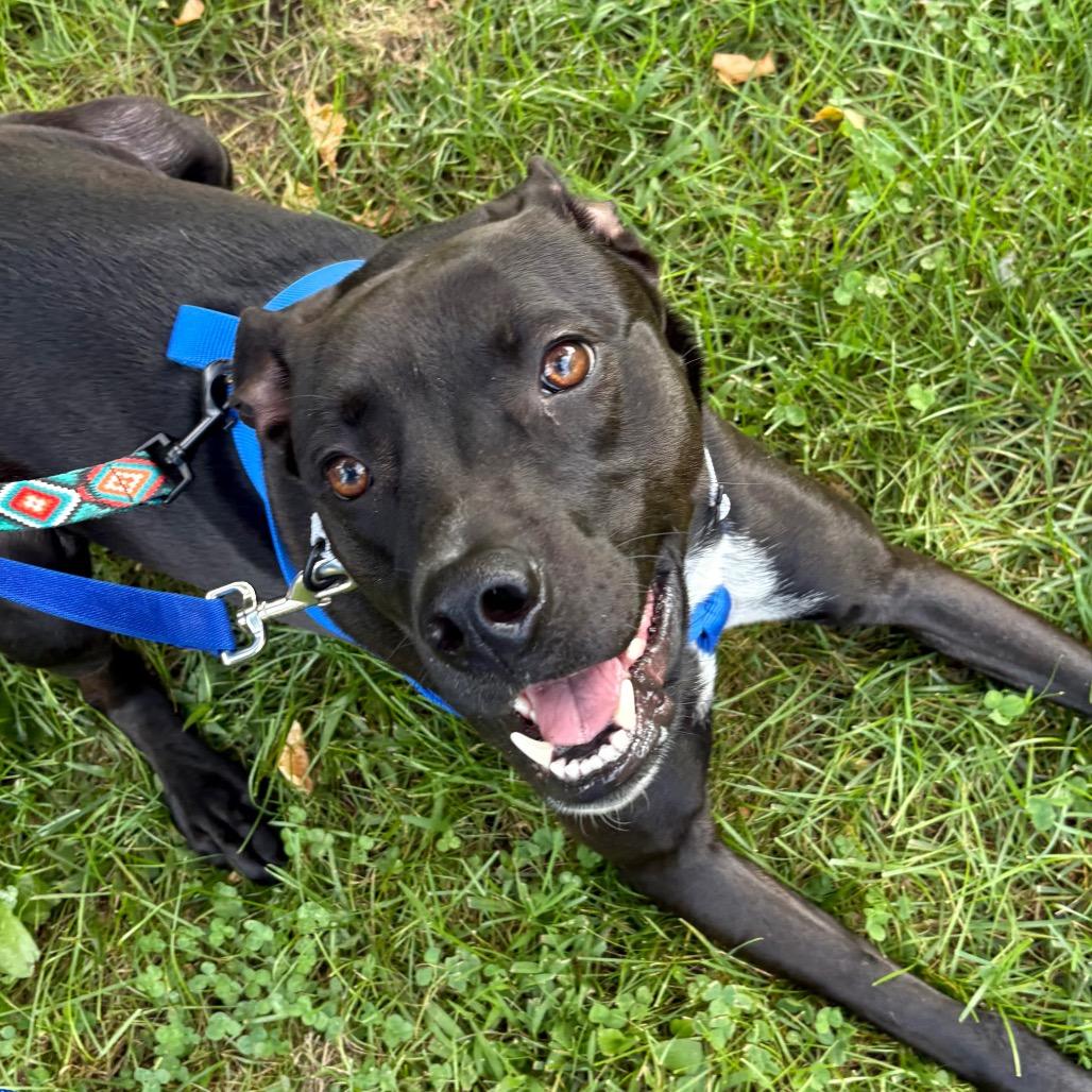 Enlarge Allie, a Adoptable Mixed Breed in Westhampton, NY image 5/6
