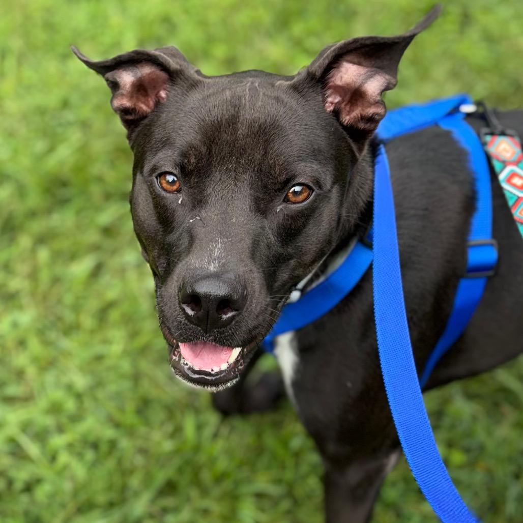 Enlarge Allie, a Adoptable Mixed Breed in Westhampton, NY image 6/6