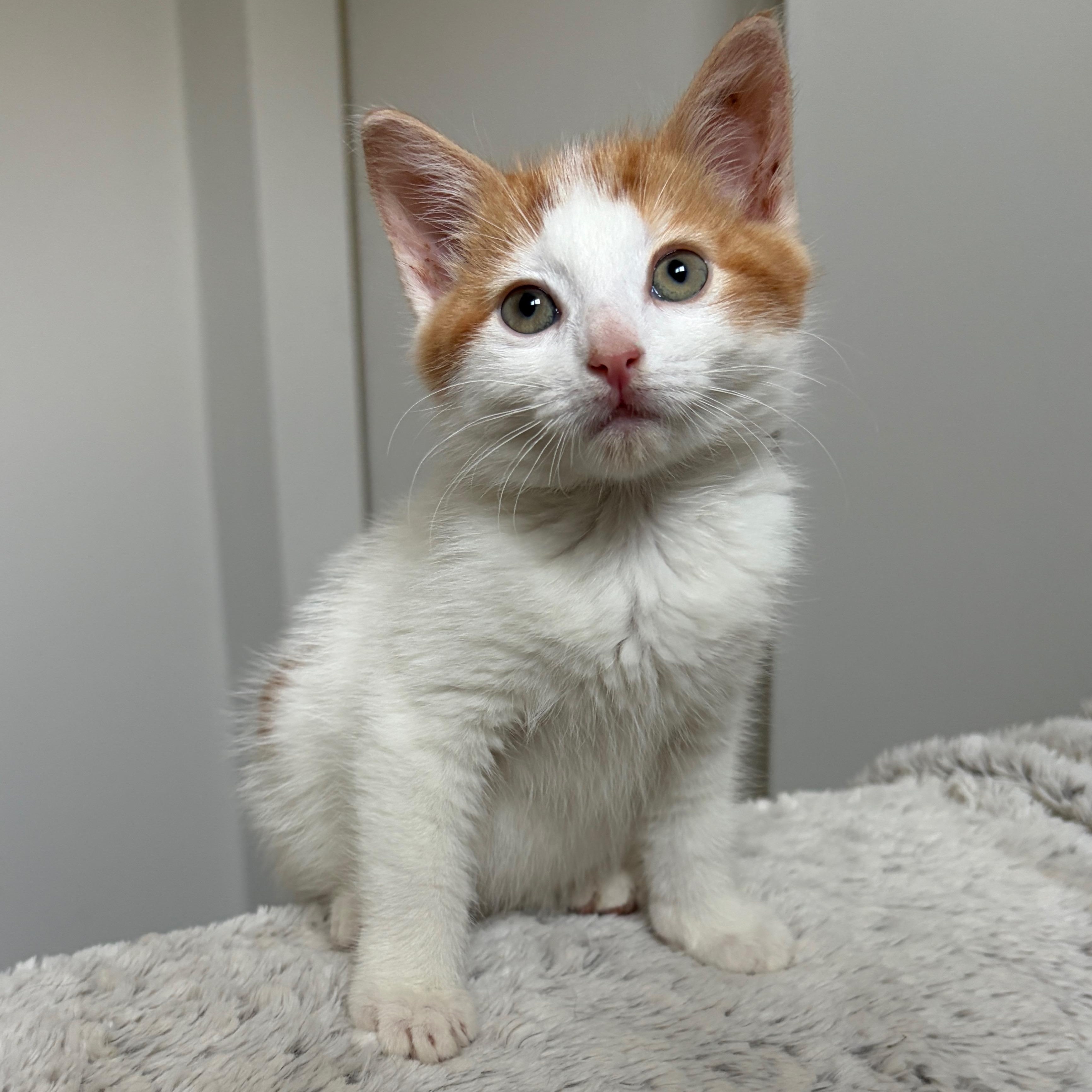 Enlarge Mirabella, a Adoptable Domestic Short Hair in Moriches, NY image 4/5