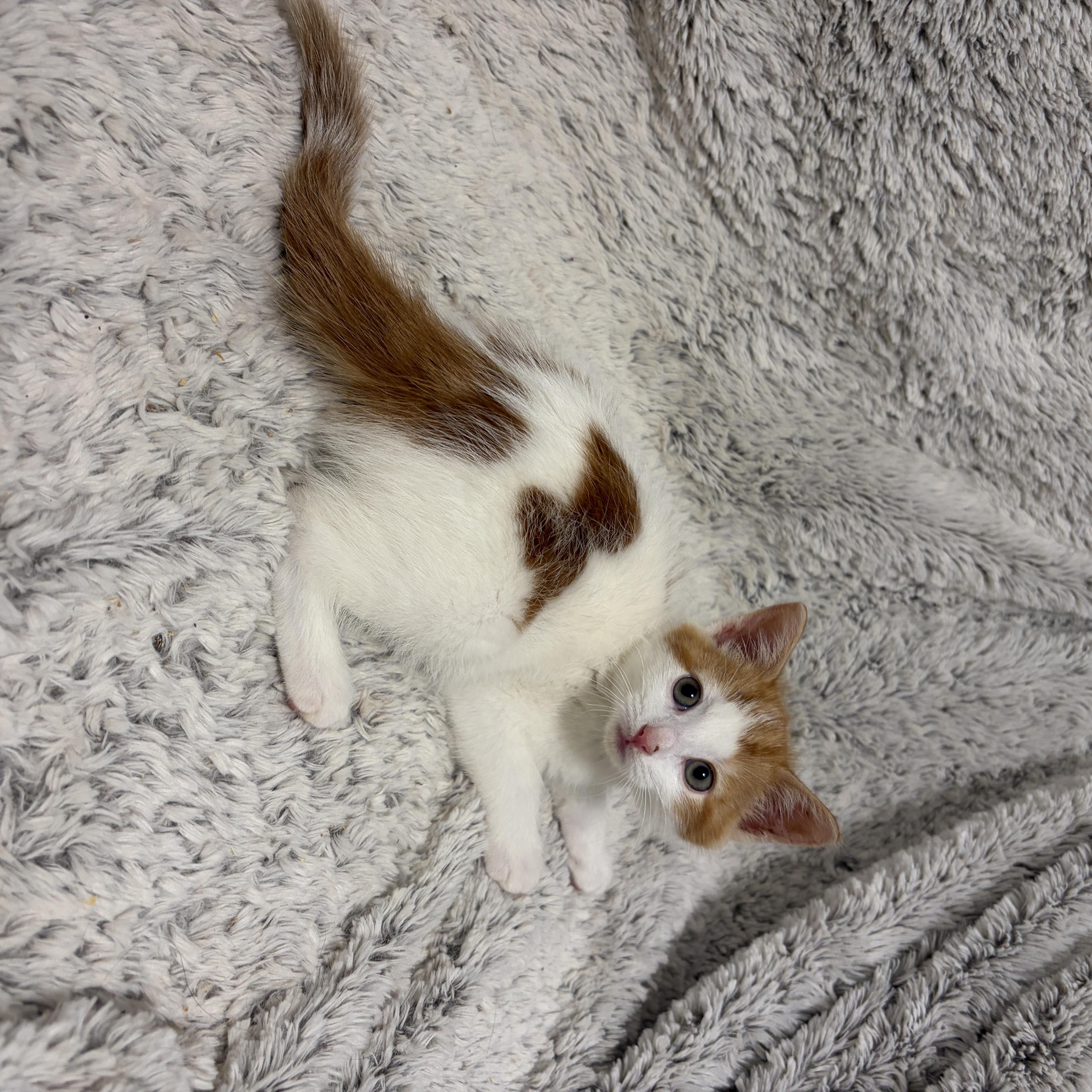 Enlarge Mirabella, a Adoptable Domestic Short Hair in Moriches, NY image 3/5