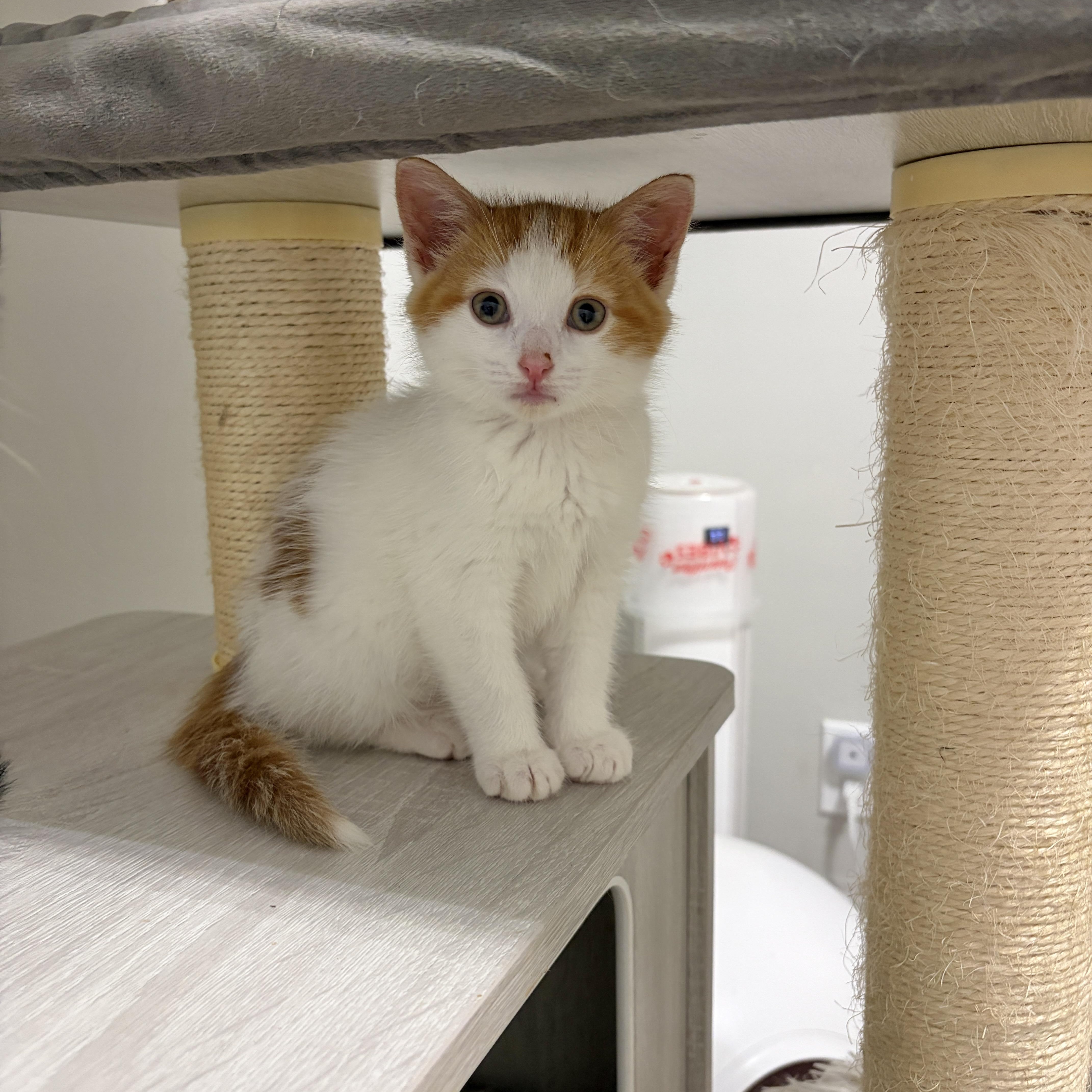 Enlarge Mirabella, a Adoptable Domestic Short Hair in Moriches, NY image 5/5