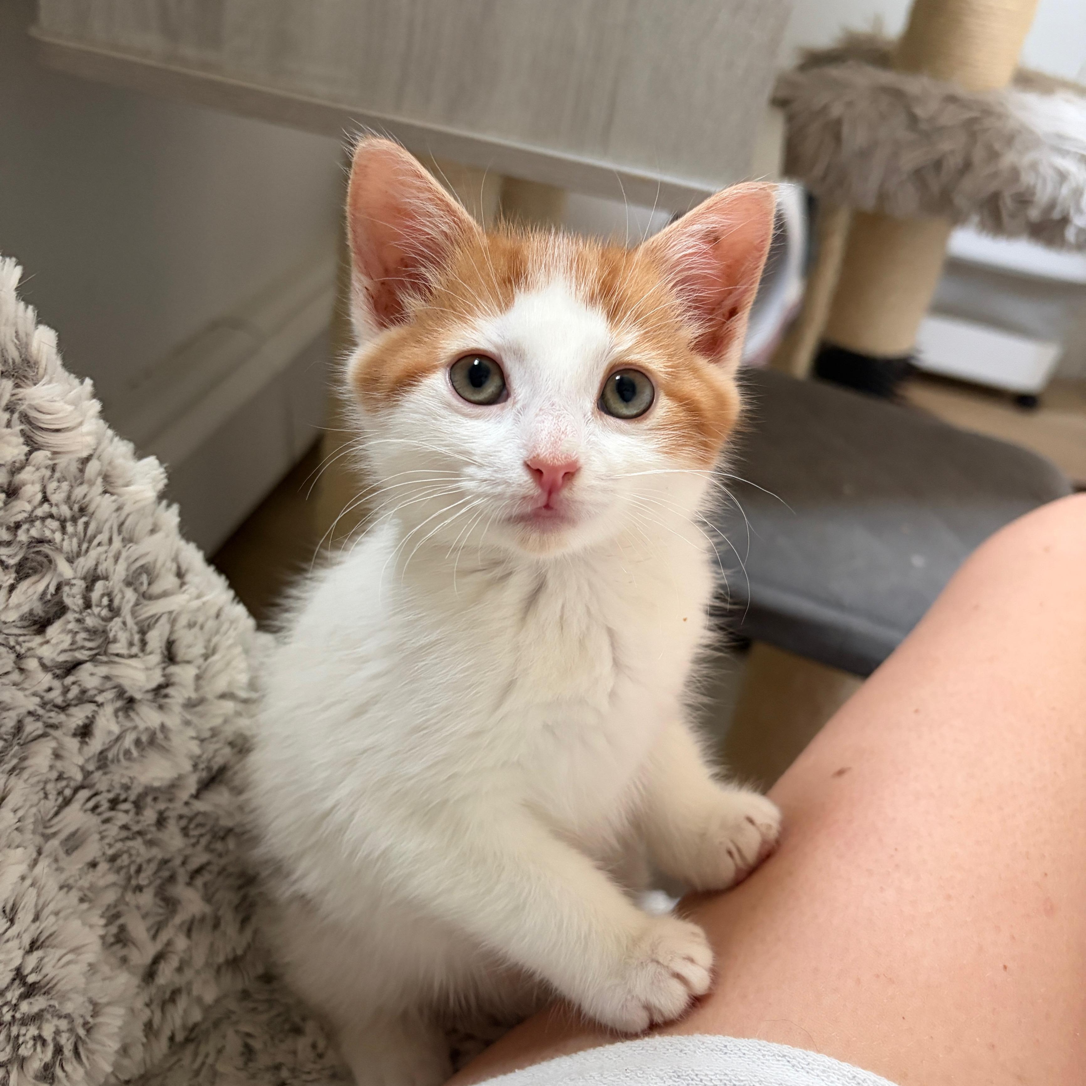 Enlarge Mirabella, a Adoptable Domestic Short Hair in Moriches, NY image 2/5