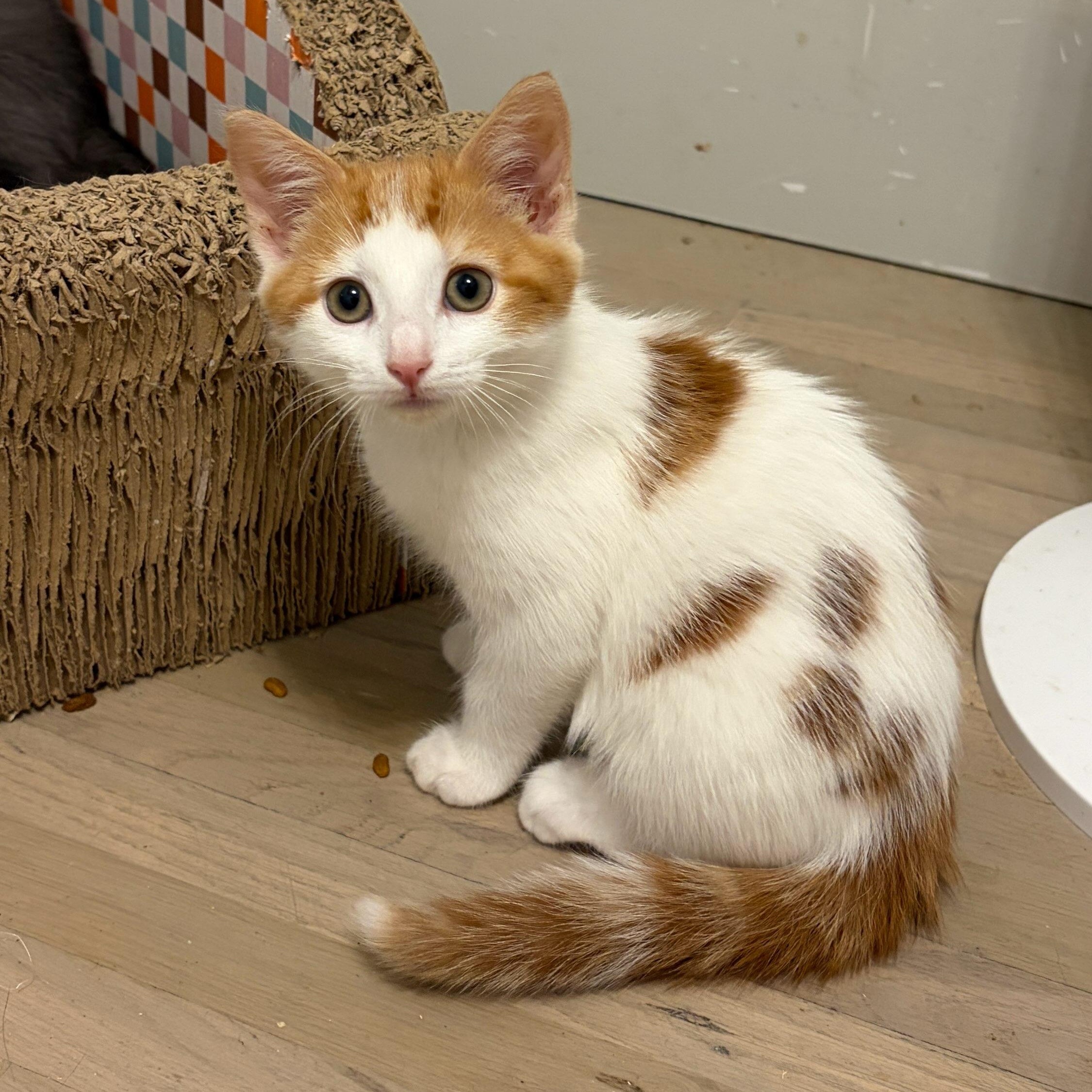 Enlarge Mirabella, a Adoptable Domestic Short Hair in Moriches, NY image 1/5