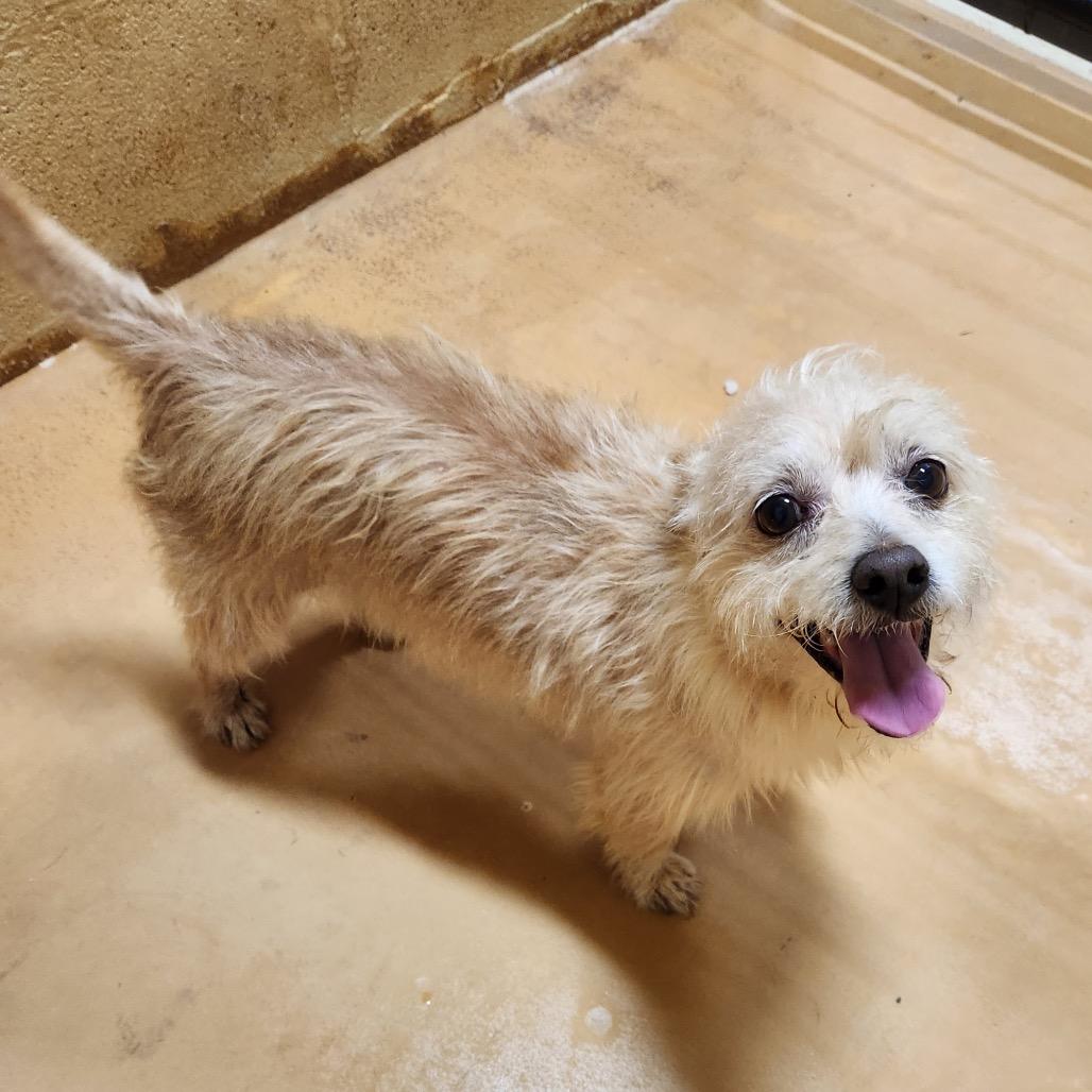 Enlarge Albus, a Adoptable Wirehaired Terrier in Marble Falls, TX image 2/2