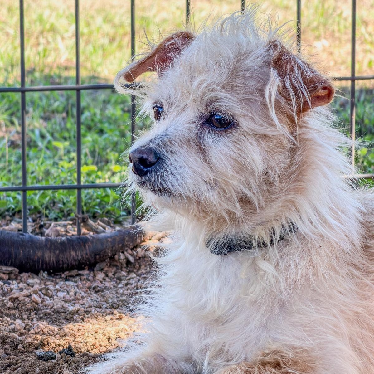 Albus, Adoptable, Senior Male Wirehaired Terrier.