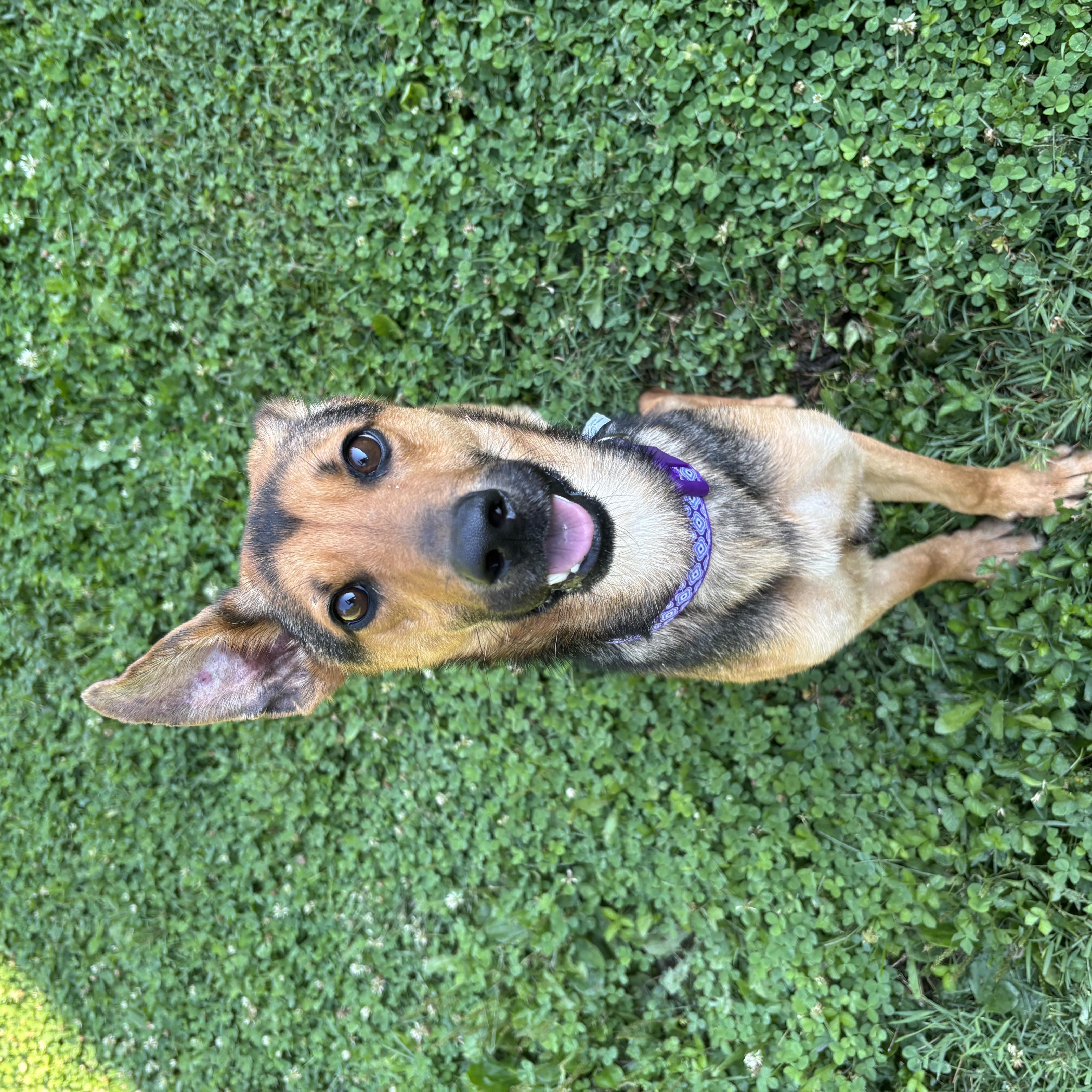 Sarah, ADOPTABLE, Puppy Female Shepherd.