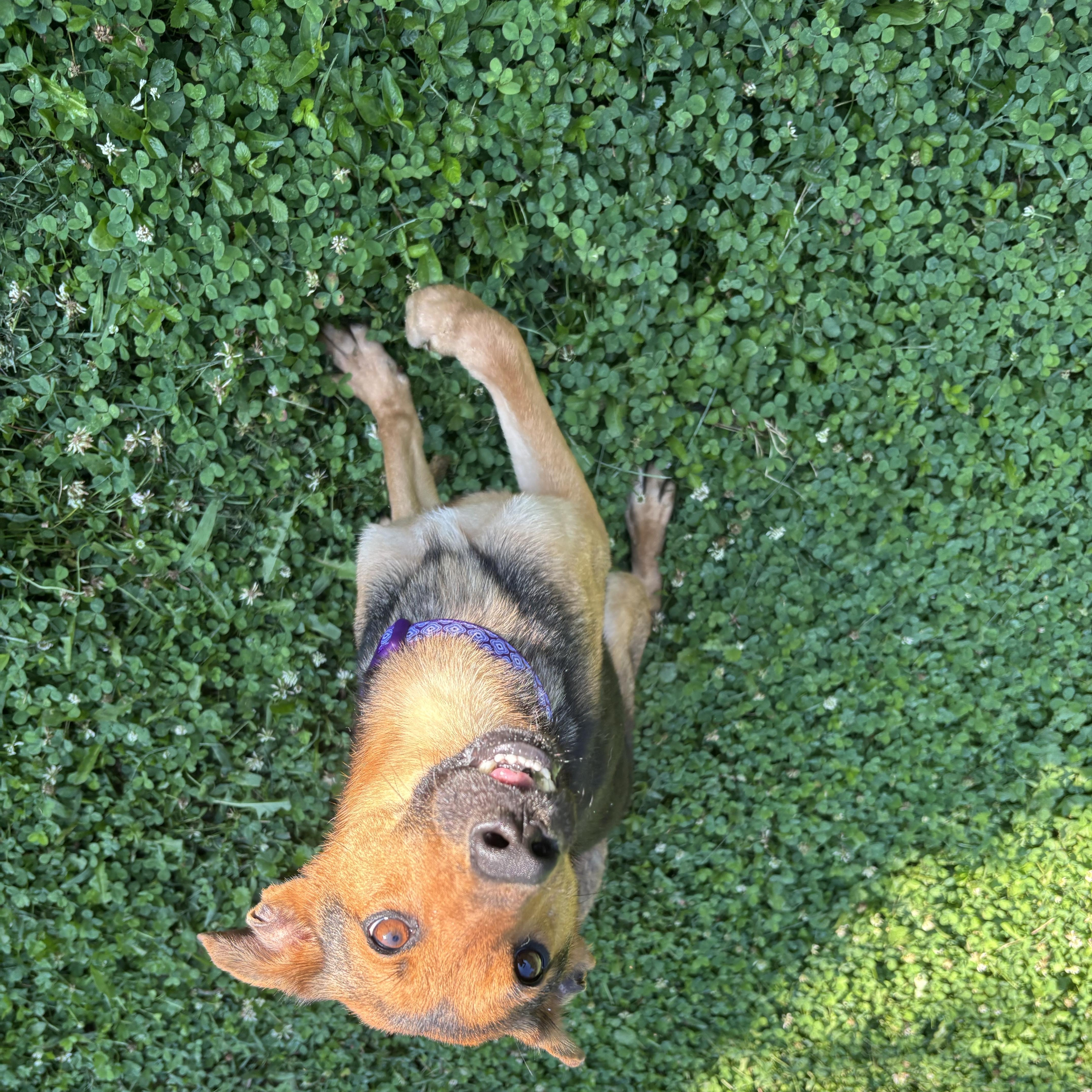 Sarah, a ADOPTABLE mixed breed in Circleville, OH image 2/2