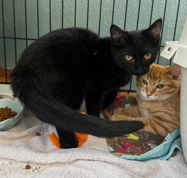 Merlin, a Adoptable Domestic Short Hair in Hutchinson, MN image 4/5