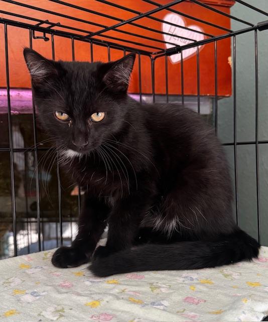 Merlin, Adoptable, Young Male Domestic Short Hair.