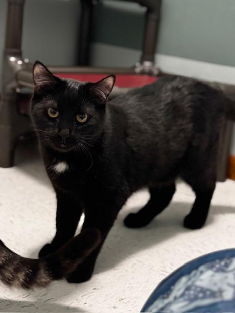 Enlarge Merlin, a Adoptable Domestic Short Hair in Hutchinson, MN image 1/4